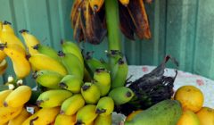 A produção do entorno da caverna