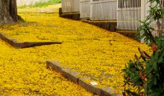 O chão coberto de flores do ipê amarelo