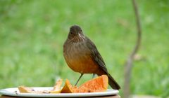 O sabia agradece pelo pedaço de mamão