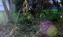 Uma trama da paciência