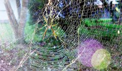 A harmonia da natureza