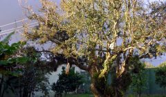 uma velha pitangueira