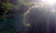 A horta no por do sol