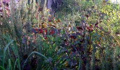 Um canteiro de ervas