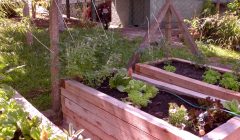 Na pandemia verduras da horta