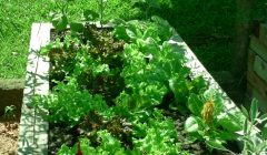 A horta em torno da caverna onde me escondo